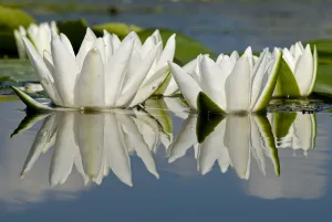 Fragrant water lily (Nymphaea odorata) flowers on Lake Skadar, Lake Skadar National Park Fragrant water lily (Nymphaea odorata) flowers on Lake Skadar, Lake Skadar National Park