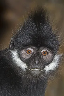 Expressions Gallery: Francois Langur (Trachypithecus francoisi) captive from Southern China and NE Vietnam