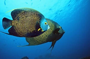 Images Dated 26th April 2008: French angelfish (Pomacanthus paru). Bonaire, Netherlands Antilles, Caribbean