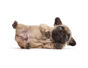 French Bulldog puppy, aged age 5 weeks, lying on his side French Bulldog puppy, aged age 5 weeks, lying on his side