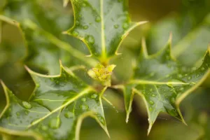 Fresh leaves of Holly (Ilex aquilfolium) with rain drops in spring, Beinn Eighe NNR Fresh leaves of Holly (Ilex aquilfolium) with rain drops in spring, Beinn Eighe NNR