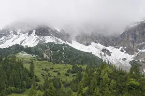Fresh snow below mountains hidden in clouds with European larch trees (Larix decidua) growing Fresh snow below mountains hidden in clouds with European larch trees (Larix decidua) growing