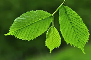 Fresh Wych elm (Ulmus glabra) leaves in spring. Dorset, UK May Fresh Wych elm (Ulmus glabra) leaves in spring. Dorset, UK May