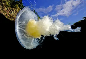 Fried egg jellyfish (Phacellophora camtschatica) viewed from below; Browning Pass Fried egg jellyfish (Phacellophora camtschatica) viewed from below; Browning Pass