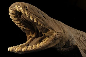 Images Dated 13th December 2011: Frilled shark (Chlamydoselachus anguineus) specimen with mouth open, from Atlantic Ocean