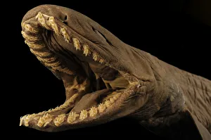 Frilled shark (Chlamydoselachus anguineus) specimen with mouth open, from Atlantic Ocean Frilled shark (Chlamydoselachus anguineus) specimen with mouth open, from Atlantic Ocean