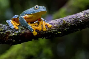 Fringed leaf frog (Cruziohyla craspedopus) on branch, Yasuni National Park, Orellana Fringed leaf frog (Cruziohyla craspedopus) on branch, Yasuni National Park, Orellana