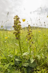Frog orchid (Dactylorhiza viride) growing on the machair at Horgabost, South Harris Frog orchid (Dactylorhiza viride) growing on the machair at Horgabost, South Harris