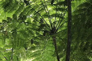 Images Dated 24th October 2009: Frond pattern of tree ferns (Cyathea arborea) in lowland tropical rainforest at 420 metres