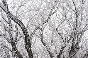 Images Dated 25th December 2008: Frost covered branches, Ballon des Vosges Nature Park, Haut Rhin, Alsace, France