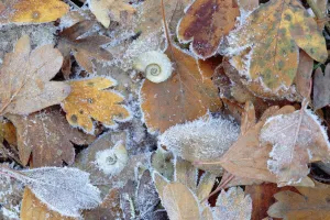 Frost covered Common hawthorn (Crategus monogyna) leaves, with Freshwater snail Frost covered Common hawthorn (Crategus monogyna) leaves, with Freshwater snail