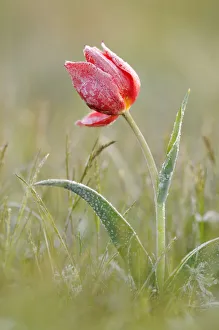 Frost covered Wild tulip (Tulipa schrenkii) Rostovsky Nature Reserve, Rostov Region Frost covered Wild tulip (Tulipa schrenkii) Rostovsky Nature Reserve, Rostov Region