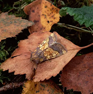 Frosted orange moth (Gortyna flavago) resting on fallen leaf, Ballykinler Sand Dunes Frosted orange moth (Gortyna flavago) resting on fallen leaf, Ballykinler Sand Dunes