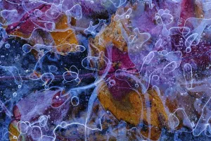 Frozen Elmleaf blackberry (Rubus ulmifolius) in a small pond Frozen Elmleaf blackberry (Rubus ulmifolius) in a small pond