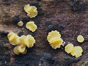 Ascomycota Gallery: Fungi (Bisporella subpallida) tiny cup fungi growing on rotting beech log