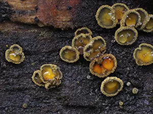 Ascomycota Gallery: Fungi (Neodasyscyopha cerina) tiny cup fungi growing on rotting beech log