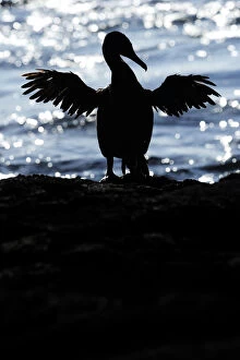 Images Dated 9th April 2010: Galapagos / Flightless Cormorant (Phalacrocorax / Nannopterum harrisi) spreading its wings to dry