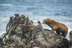 Galapagos fur sea (Arctocephalus galapagoensis) pup, curiously approaching group of Galapagos fur sea (Arctocephalus galapagoensis) pup, curiously approaching group of
