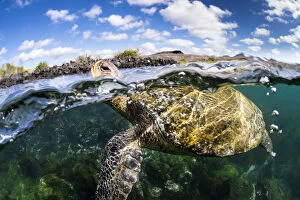 Images Dated 8th October 2014: Galapagos green turtle (Chelonia agassizii) surfaces to breathe. Floreana Island