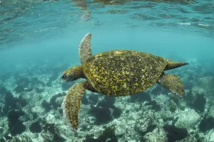 Galapagos green turtle (Chelonia mydas agassizi) swimming in coastal waters of San Galapagos green turtle (Chelonia mydas agassizi) swimming in coastal waters of San