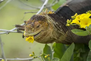 Galapagos land iguana (Colonophhus subcristatus) feeding on flower. Seymour Island Galapagos land iguana (Colonophhus subcristatus) feeding on flower. Seymour Island