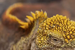 Galapagos land iguana (Conolophus subcristatus)ašaš close up of eye and skin Galapagos land iguana (Conolophus subcristatus)ašaš close up of eye and skin