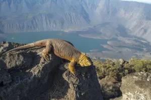 Galapagos land iguana (Conolophus subcristatus) near the summit of Volcan La Cumbre Galapagos land iguana (Conolophus subcristatus) near the summit of Volcan La Cumbre