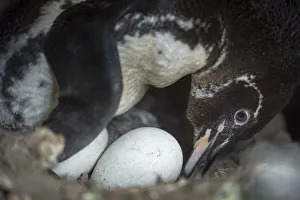Sphenisciformes Gallery: Galapagos penguin (Spheniscus mendiculus) incubating egg, Puerto Pajas, Isabela Island