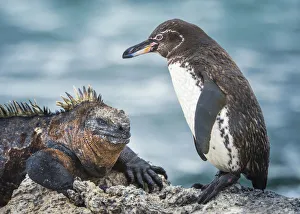 Sphenisciformes Gallery: Galapagos penguin (Spheniscus mendiculus) and Marine iguana (Amblyrhynchus cristatus