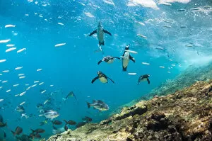 Spheniscidae Gallery: Galapagos penguins (Spheniscus mendiculus) underwater with shoal of fish, Tagus Cove