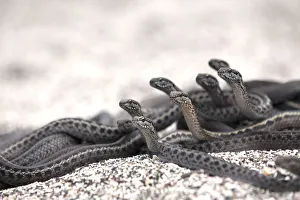 Galapagos racer snakes (Pseudalsophis biserialis) group alert watching for prey on beach Galapagos racer snakes (Pseudalsophis biserialis) group alert watching for prey on beach