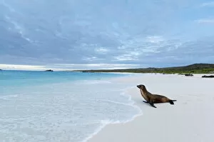 Images Dated 3rd July 2011: Galapagos sea lion (Zalophus wollebaeki) looking out to sea on sandy beach. Endangered