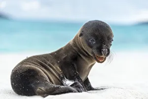Galapagos sea lion (Zalophus wollebaeki) pup on shore, Galapagos Galapagos sea lion (Zalophus wollebaeki) pup on shore, Galapagos