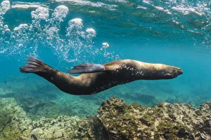 Galapagos sea lion (Zalophus wollebaeki) yearling pup blowing bubbles Galapagos sea lion (Zalophus wollebaeki) yearling pup blowing bubbles