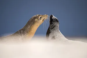 Galapagos sea lions (Zalophus californianus) two interacting on sand, Mosquera Islet Galapagos sea lions (Zalophus californianus) two interacting on sand, Mosquera Islet