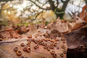 Wasp Gallery: Galls of the Silk button gall wasp (Neuroterus numismalis) on the underside of a fallen Oak