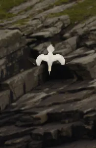 Gannet (Morus bassanus) adult diving, Shetland Islands, Scotland, UK, July Gannet (Morus bassanus) adult diving, Shetland Islands, Scotland, UK, July