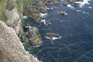 Images Dated 11th July 2011: Gannet (Morus bassanus) breeding colony, long exposure showing flight trails