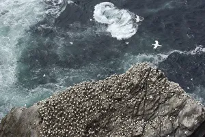 Gannet (Morus bassanus) colony on cliffs, viewed from above, Shetland Islands, Scotland Gannet (Morus bassanus) colony on cliffs, viewed from above, Shetland Islands, Scotland