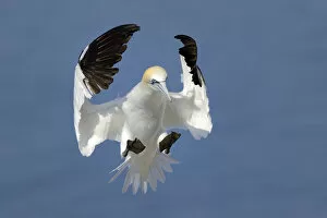Images Dated 19th July 2013: Gannet (Morus bassanus) landing in colony, Bass Rock, Scotland, UK, July