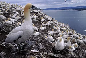 Images Dated 2nd April 2003: Gannet nesting colony on Bass Rock, UK