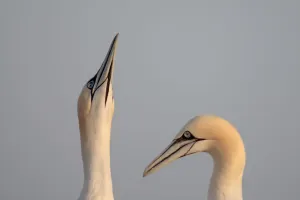 Gannets (Morus bassanus) pair, Saltee Islands, County Wexford, Ireland, June 2009 Gannets (Morus bassanus) pair, Saltee Islands, County Wexford, Ireland, June 2009
