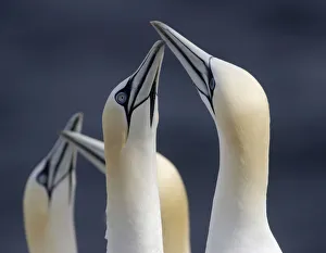 Gannets (Morus bassanus) Saltee Islands, County Wexford, Ireland, June 2009 Gannets (Morus bassanus) Saltee Islands, County Wexford, Ireland, June 2009