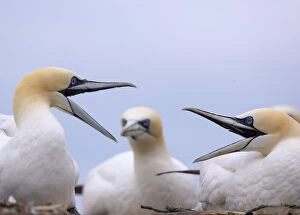 Two Gannets (Morus bassanus) squabbling, watched by another in the background