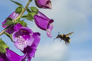 Garden bumblebee (Bombus hortorum), flying to Foxglove (Digitalis purpurea), flower Garden bumblebee (Bombus hortorum), flying to Foxglove (Digitalis purpurea), flower