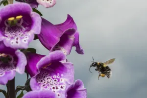 Garden bumblebee (Bombus hortorum), flying to Foxglove (Digitalis purpurea), flower Garden bumblebee (Bombus hortorum), flying to Foxglove (Digitalis purpurea), flower