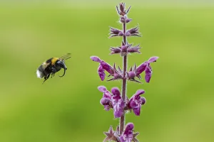 Garden bumblebee (Bombus hortorum) flying to Hedge woundwort (Stachys sylvatica Garden bumblebee (Bombus hortorum) flying to Hedge woundwort (Stachys sylvatica