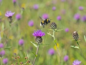 Asterales Gallery: Garden bumblebee (Bombus hortorum) taking off from Knapweed, England, UK, August