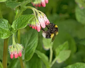 Magnoliopsida Gallery: Garden bumblebee (Bombus hortorum) queen nectaring on Comfrey (Symphytum Hidcote