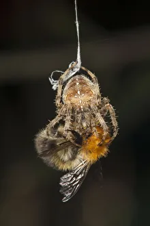 Garden Cross Spider (Araneus diadematus) wrapping its Common Carder Bee (Bombus pascuorum) Garden Cross Spider (Araneus diadematus) wrapping its Common Carder Bee (Bombus pascuorum)